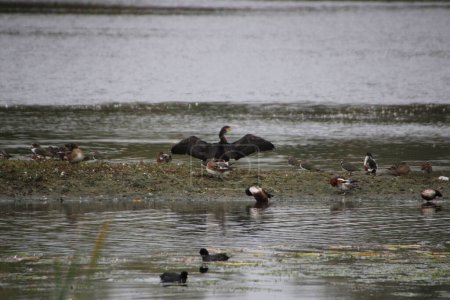 Téléchargez les photos : Un grand cormoran noir aux ailes grandes ouvertes au-dessus d'un lac à la recherche de nourriture - en image libre de droit