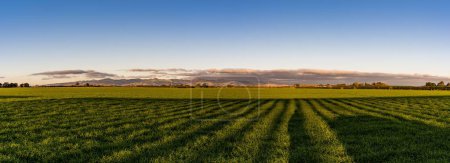Téléchargez les photos : Un champ herbeux au crépuscule sous un ciel partiellement nuageux - en image libre de droit