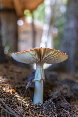 Foto de Un disparo vertical de un hongo agárico mosca creciendo bajo un árbol en el bosque. - Imagen libre de derechos