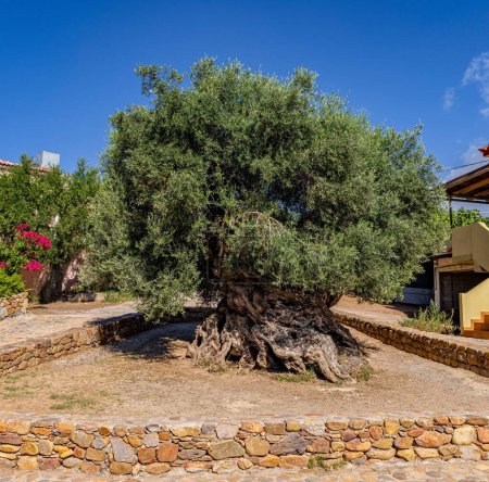 Photo for The ancient olive tree over 3000 years old in Crete island, Greece - Royalty Free Image