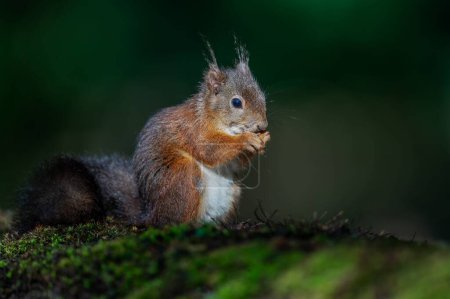 Photo for A brown squirrel perching on grass in blurred background - Royalty Free Image