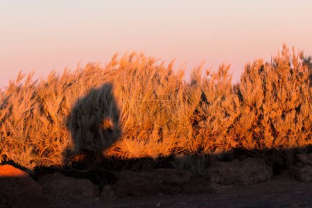 Photo for The shade of a crouched man on the bushes on a sunny evening - Royalty Free Image