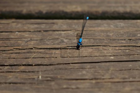 Téléchargez les photos : Une libellule bleue perchée sur le bois - en image libre de droit