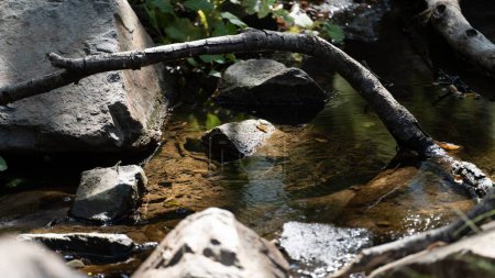 Téléchargez les photos : Un petit ruisseau transparent parmi les rochers et les arbres secs tombés dans la forêt par une journée ensoleillée - en image libre de droit