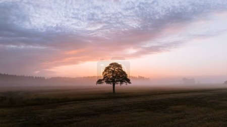 Photo for A scenic view of a tree on a vast field during a foggy morning - Royalty Free Image