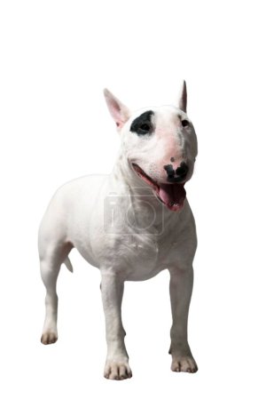 Photo for A white Bullterrier in front of a white studio background - Royalty Free Image