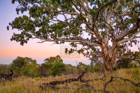 Téléchargez les photos : Chewing-gum australien en buisson avec herbe sèche et couleurs orangées violettes au coucher du soleil au crépuscule. - en image libre de droit