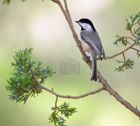 Photo for A closeup shot of a beautiful chicadee on the branch of a tree - Royalty Free Image