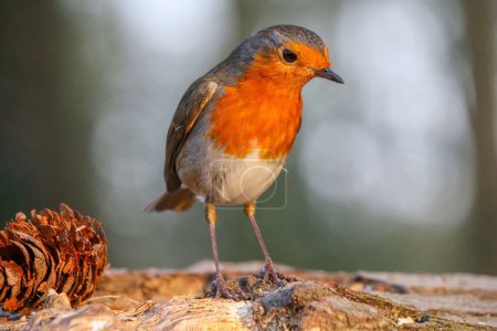 Téléchargez les photos : Gros plan d'un Robin européen perché sur du bois dans une forêt au fond flou - en image libre de droit