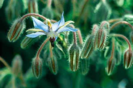 Foto de Un enfoque poco profundo de flores de flor de mar de borraja con fondo borroso en el jardín - Imagen libre de derechos