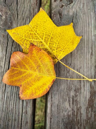 Photo for A vertical shot of beautiful leaves on the wooden background - Royalty Free Image