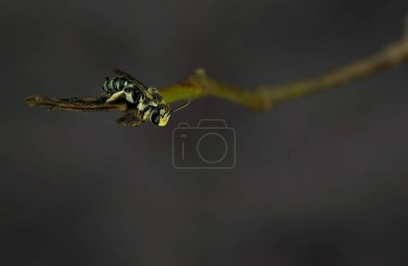 Foto de Un enfoque selectivo de lipotriches de pie sobre una rama de árbol con un fondo borroso oscuro - Imagen libre de derechos