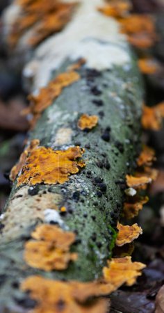 Téléchargez les photos : Une macro verticale d'une branche d'arbre avec des champignons dessus - en image libre de droit