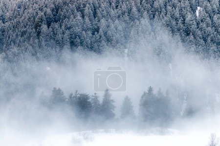 Photo for A beautiful view of a snow-covered mountain with fir trees on a foggy winter day - Royalty Free Image