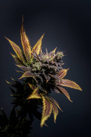 Téléchargez les photos : Plan vertical d'une plante de cannabis kush fleurie sur un fond sombre - en image libre de droit
