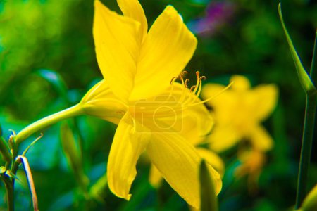 Photo for A closeup of a yellow daylily flower - Royalty Free Image