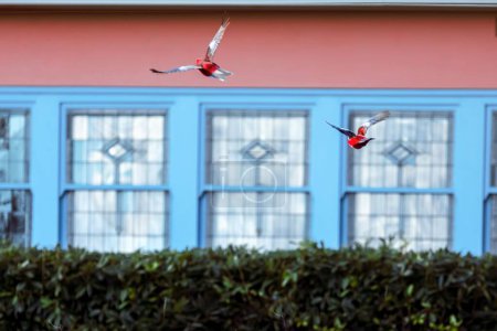 Photo for Two Crimson rosellas (Platycercus elegans) flying with a blurred villa in Florida in the background - Royalty Free Image