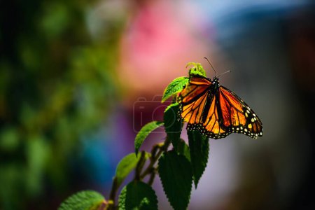 Foto de Una mariposa Monarca Herida posada sobre una flor aislada en un fondo borroso - Imagen libre de derechos