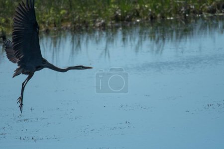Téléchargez les photos : Un grand héron débarquant sur un marécage calme - en image libre de droit