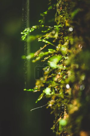 Foto de Un enfoque selectivo de gotas de agua en un tronco de árbol en un bosque tropical cerca de Lismore, Australia - Imagen libre de derechos
