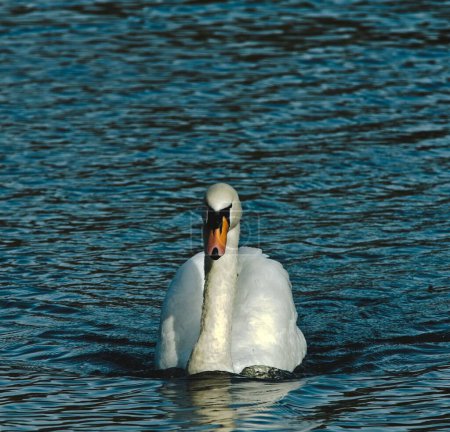 Photo for A closeup shot of an elegant white swan swimming in the water - Royalty Free Image