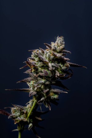 Téléchargez les photos : Vertical d'une plante de Cannabis sativa sur fond bleu, gros plan - concept de médecine - en image libre de droit