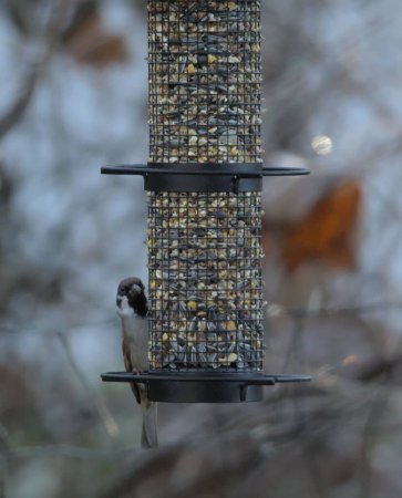 Photo for A closeup shot of birds on a birdfeeder - Royalty Free Image