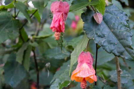 Photo for A closeup shot of the Chinese lantern abutilon plant in the garden - Royalty Free Image