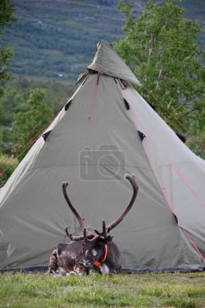 Téléchargez les photos : Plan vertical d'un cerf couché devant une tente en Norvège - en image libre de droit