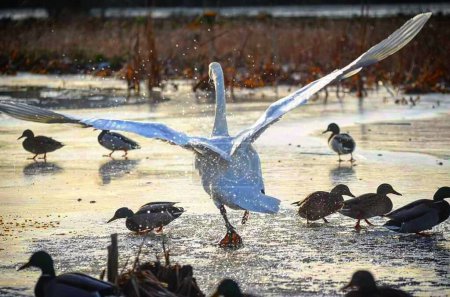 Téléchargez les photos : Plan rapproché d'un cygne chanteur blanc aux ailes grandes ouvertes dans le lac avec des canards - en image libre de droit