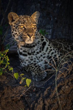 Photo for A stunning young male leopard looks into the sunrise over the African Savannah - Royalty Free Image