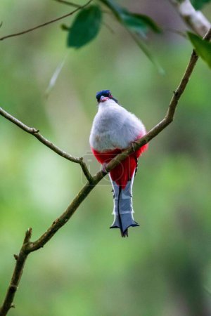 Photo for A shallow focus of Cuban trogon bird perching on twig tree with blur background, vertical shot - Royalty Free Image
