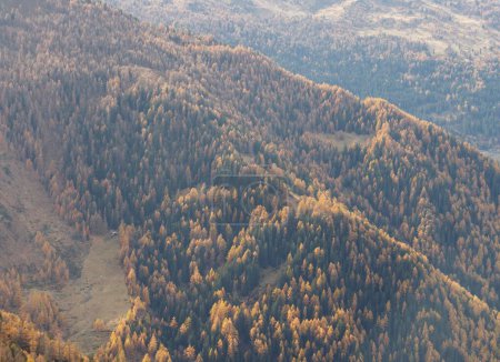 Foto de Naranja Amarillo Otoño Alerce bosque con montañas. Fondo forestal de otoño u otoño. - Imagen libre de derechos