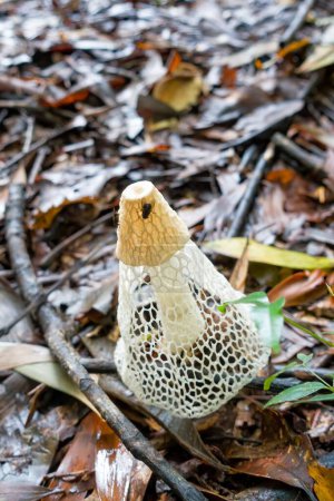 Téléchargez les photos : Phallus multicolor également connu sous le nom de champignons du corne d'odeur, une espèce tropicale, près de Kuranda dans le nord tropical du Queensland, Australie - en image libre de droit