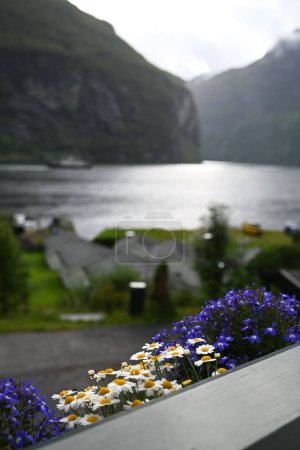 Téléchargez les photos : Un plan vertical de Camomiles avec le fjord flou Geiranger à l'arrière-plan, Norvège - en image libre de droit