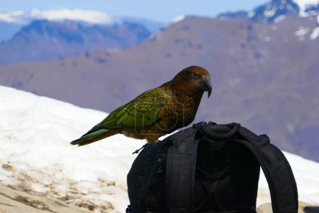 Foto de Este Kea de Nueva Zelanda no era tímido en absoluto, vino encima de mi bolso y trató de delatar algo de comida - Imagen libre de derechos