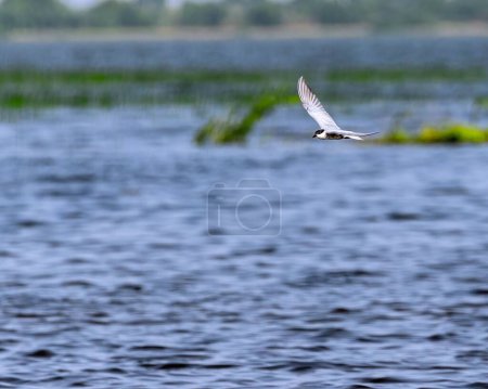 Foto de Un charrán batido, Chlidonias hybrida volando sobre un lago. - Imagen libre de derechos