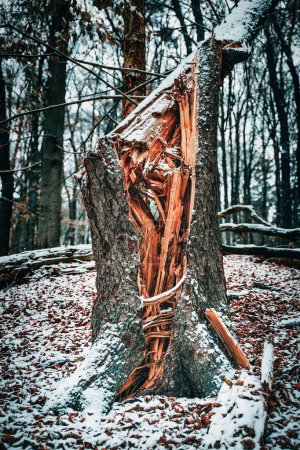 Téléchargez les photos : Plan vertical d'un hêtre tombé dans une forêt en hiver - en image libre de droit
