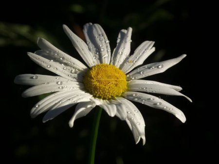 Foto de Un primer plano de una flor de margarita con gotitas de agua - Imagen libre de derechos