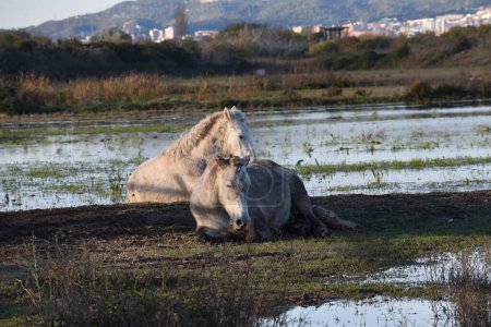 Téléchargez les photos : Les chevaux blancs sauvages au bord d'un lac - en image libre de droit