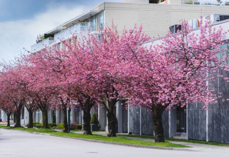 Photo for A beautiful shot of a row of sakura trees in the street - Royalty Free Image