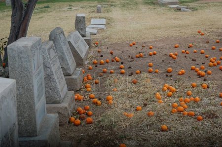 Photo for A line of headstones and oranges on the ground in a cemetery - Royalty Free Image