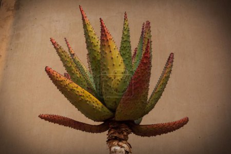 Téléchargez les photos : Gros plan d'une plante du désert tropical aux longues feuilles épineuses dans le désert d'Afrique du Sud - en image libre de droit