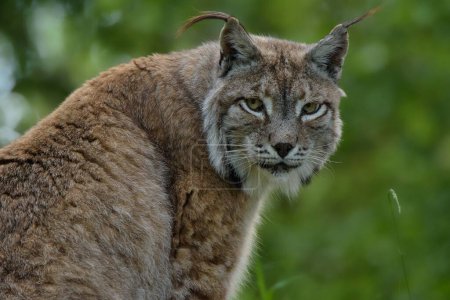 Téléchargez les photos : Un lynx eurasien dans la forêt - en image libre de droit