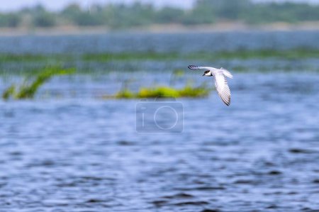 Foto de Un charrán susurrado volando sobre un lago con un fondo borroso - Imagen libre de derechos