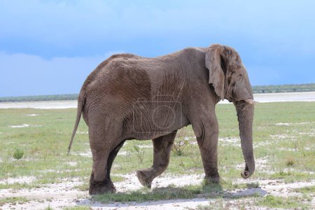 Photo for The elephant (Loxodonta) walking through the grass during the daytime - Royalty Free Image