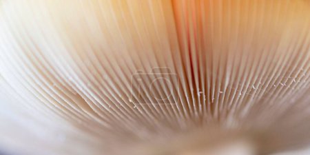 Téléchargez les photos : Une macro prise de vue de sous le chapeau d'un champignon agarique mouche. - en image libre de droit