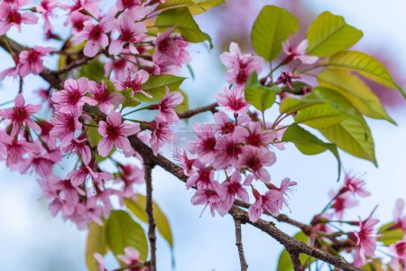 Foto de Un macroplano de flores rosadas y hojas verdes de una rama de cerezo en primavera - Imagen libre de derechos