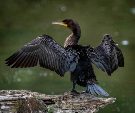 Téléchargez les photos : Gros plan d'un cormoran noir à aigrettes perché sur un bois aux ailes grandes ouvertes - en image libre de droit