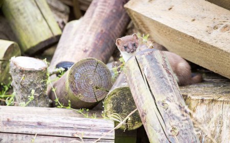 Foto de Un primer plano de una comadreja con troncos cortados - Imagen libre de derechos